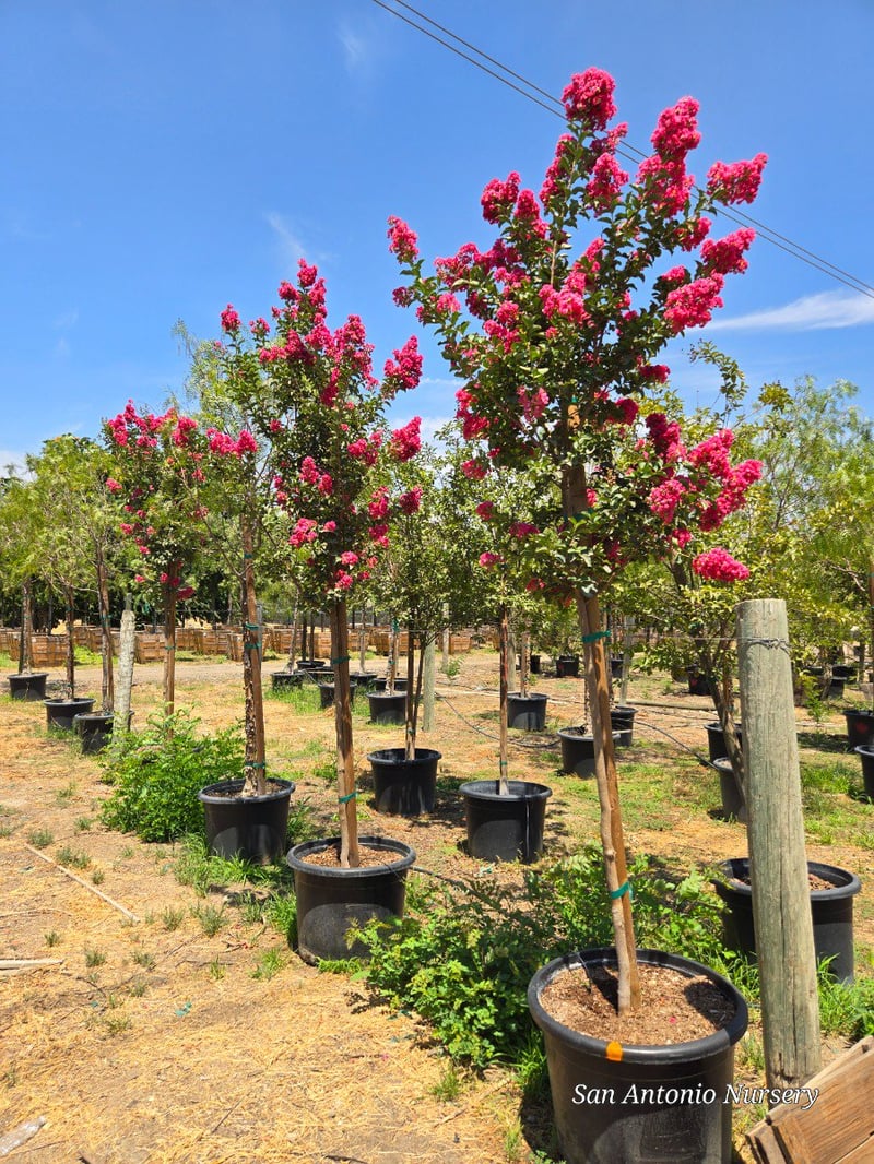 Photo for Lagerstroemia indica x fauriei 'Tuscarora' (Tuscarora Crape Myrtle)