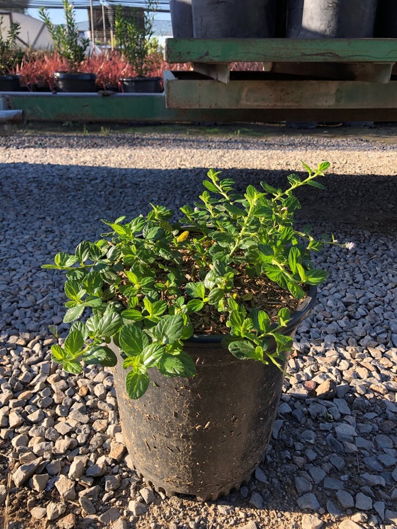 Photo for Ceanothus griseus horizontalis (Carmel Creeper, Wild Lilac)