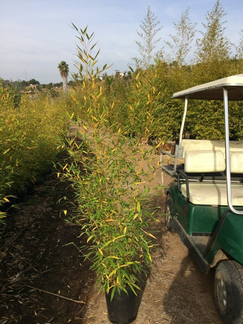 Photo for Phyllostachys aurea (Golden Bamboo)