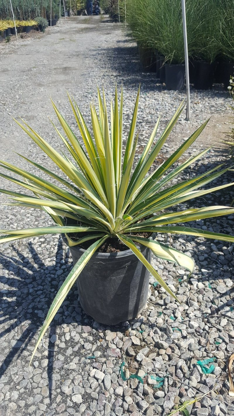 Photo for Yucca filamentosa 'Color Guard' (Color Guard Yucca)