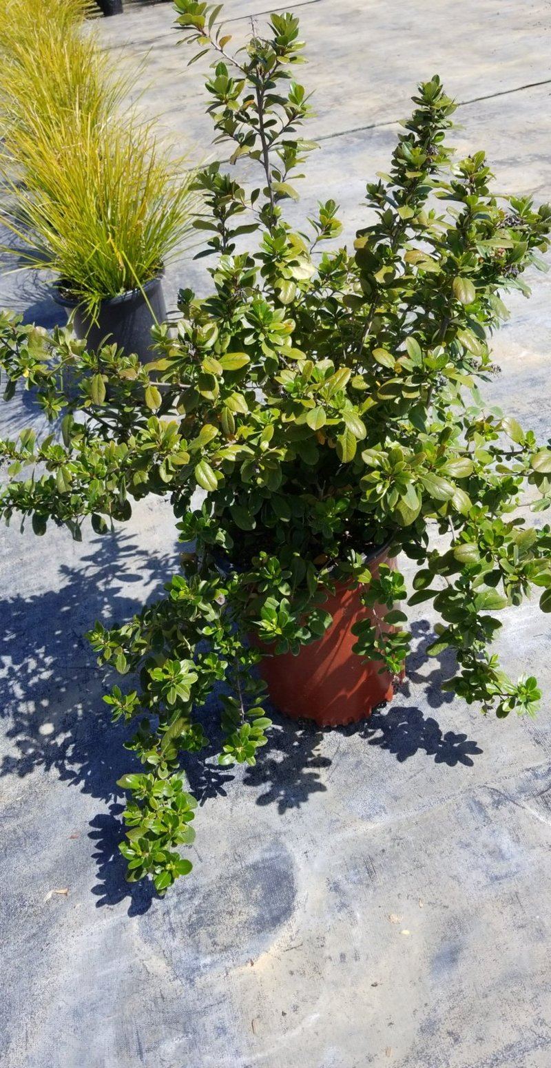 Photo for Escallonia 'Fradesii' (Frades Escallonia)