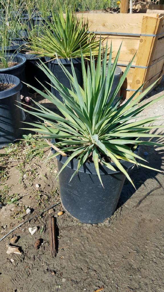 Photo for Yucca recurvifolia (Y. pendula) (Soft Leaf Yucca)