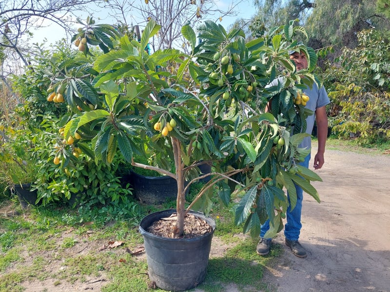 Photo for Eriobotrya japonica 'Champagne' (Champagne Loquat)
