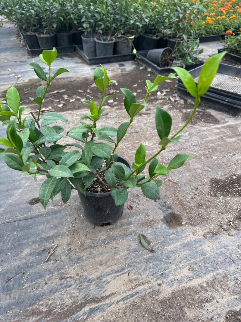 Photo for Trachelospermum jasminoides (Bush) (Star Jasmine (BUSH))
