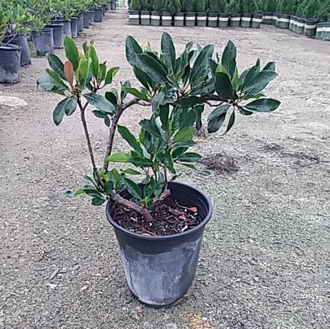 Photo for Eriobotrya deflexa 'Coppertone' (Bronze Loquat)