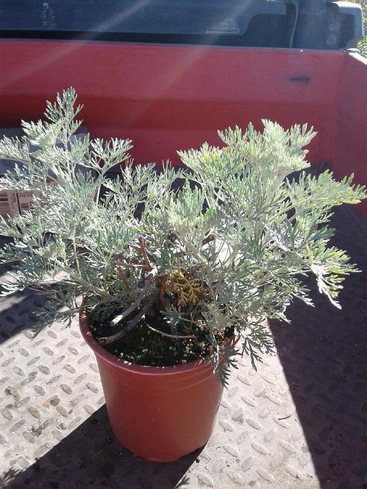 Photo for Artemisia 'Powis Castle' (Powis Castle Wormwood)