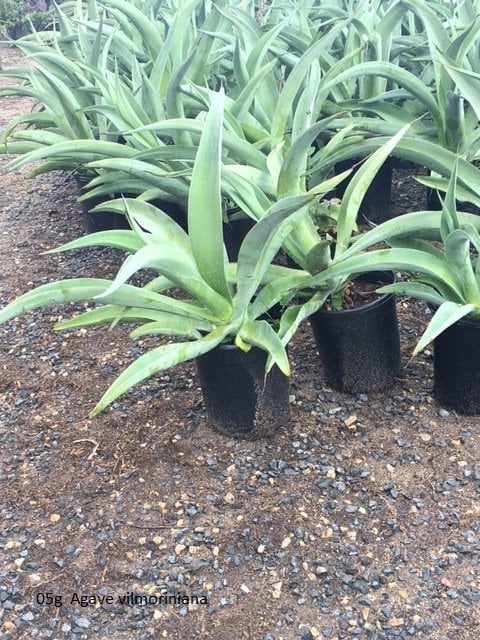 Photo for Agave vilmoriniana (Octopus Agave)