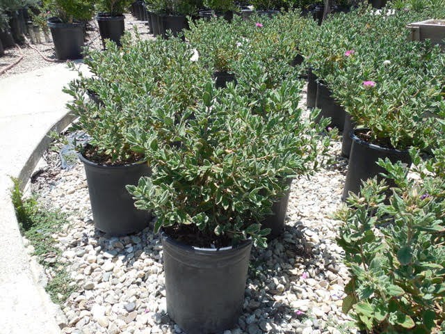 Photo for Cistus 'Sunset' (Sunset Rockrose)