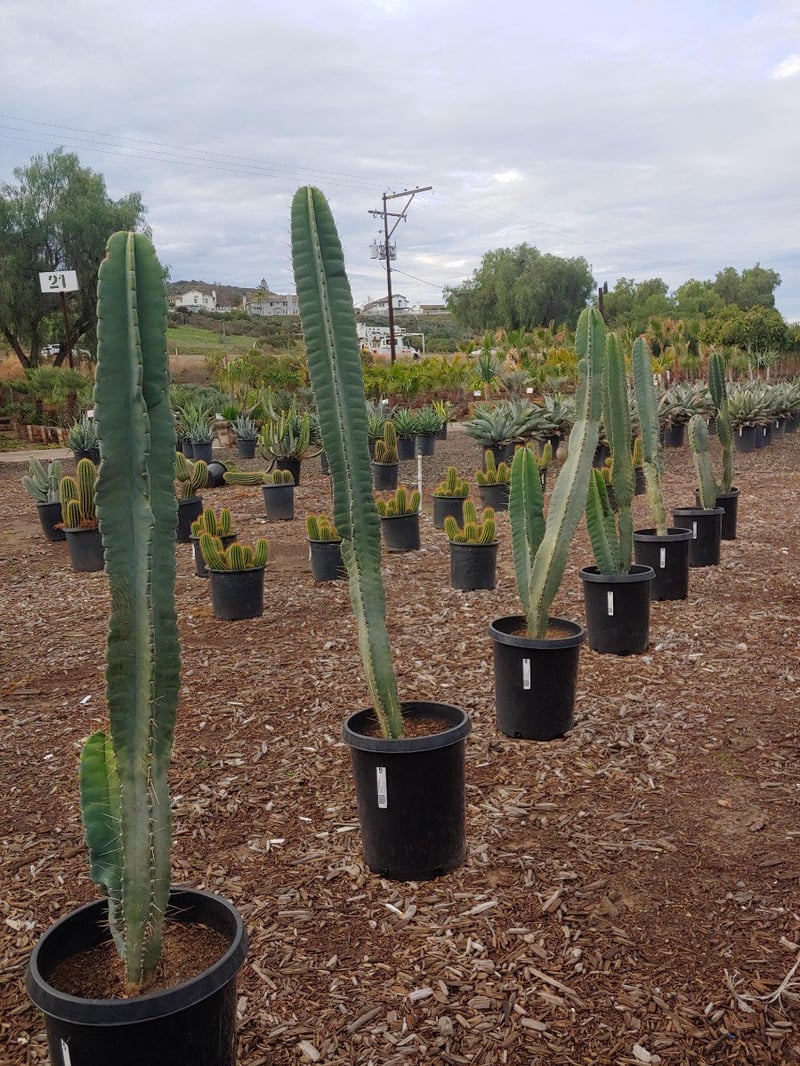 Photo for Cereus repandus (Cereus peruvianus) (Peruvian Apple Cactus)