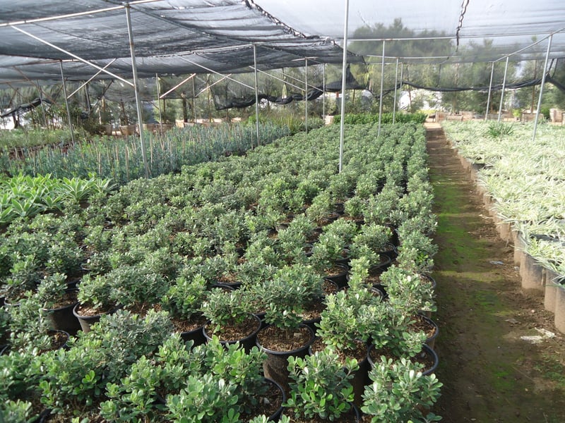 Photo for Pittosporum crassifolium 'Nana' (Karo Pittosporum)