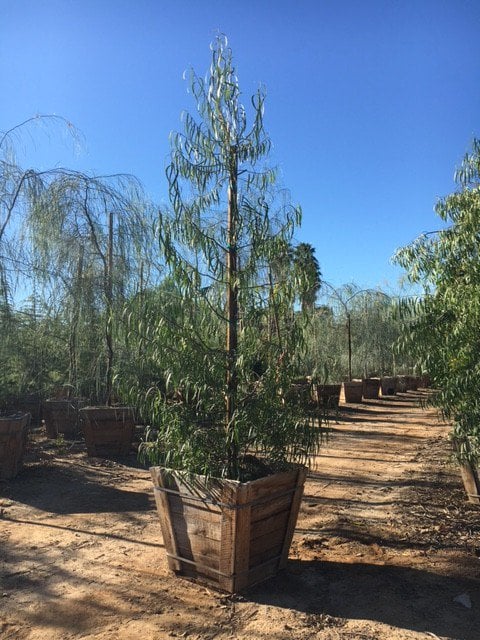 Photo for Geijera parviflora (Australian Willow)