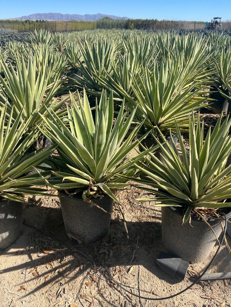 Photo for Agave angustifolia 'Marginata' (Caribbean Agave)