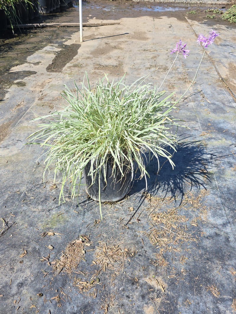 Photo for Tulbaghia violacea 'Variegata' (Society Garlic)
