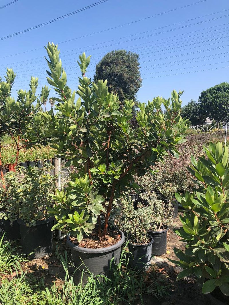 Photo for Arbutus 'Marina' (Multi) (Marina Strawberry Tree)
