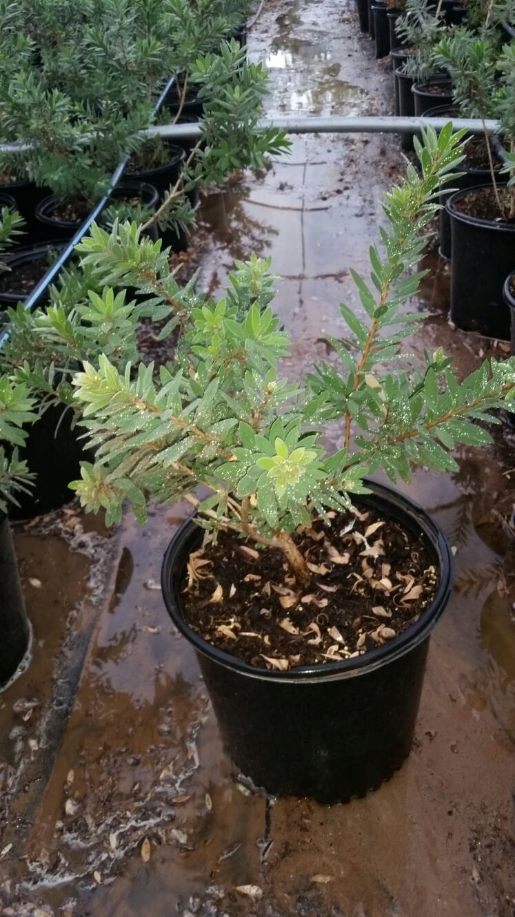 Photo for Callistemon viminalis LI1 ‘Better John’ (Better John Callistemon)