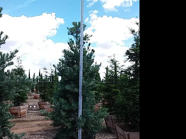 Photo for Podocarpus elongatus ‘Icee Blue' (Icee Blue Fern Pine)
