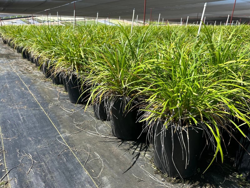 Photo for Liriope muscari 'Gigantea' (Giant Blue Lily Turf)