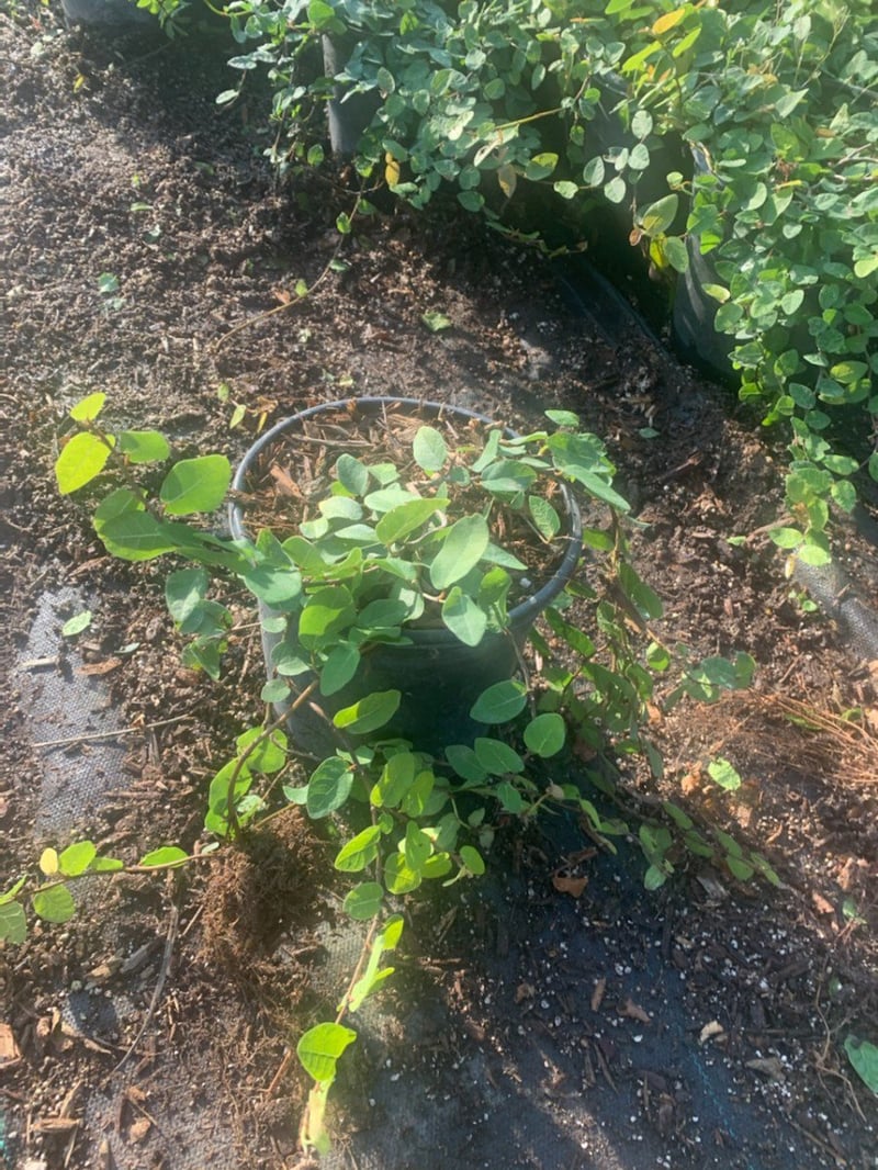 Photo for Ficus repens (Creeping Fig)