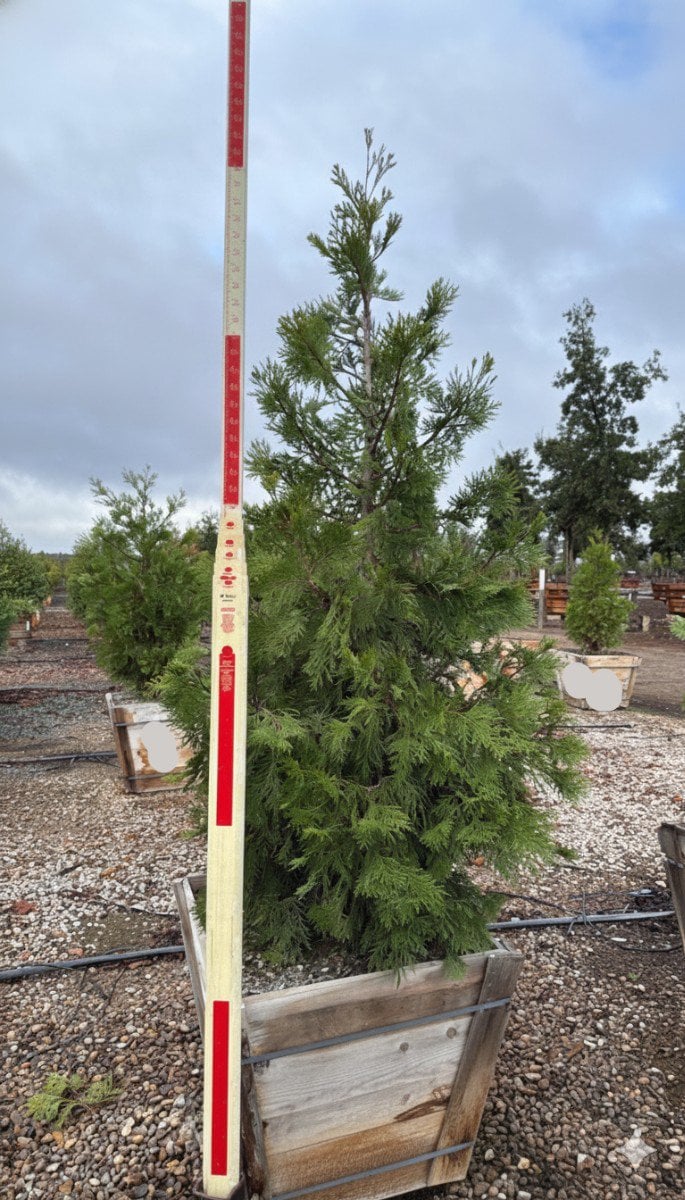 Photo for Calocedrus decurrens (Incense Cedar)