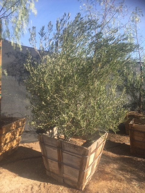 Photo for Olea europaea 'Fruitless' (Low Branch) (Fruitless Olive)