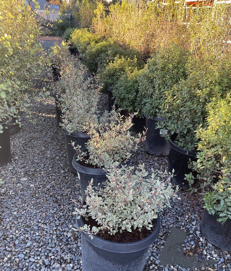 Photo for Rhamnus alaternus 'Variegata' (Variegated Italian Buckthorn)