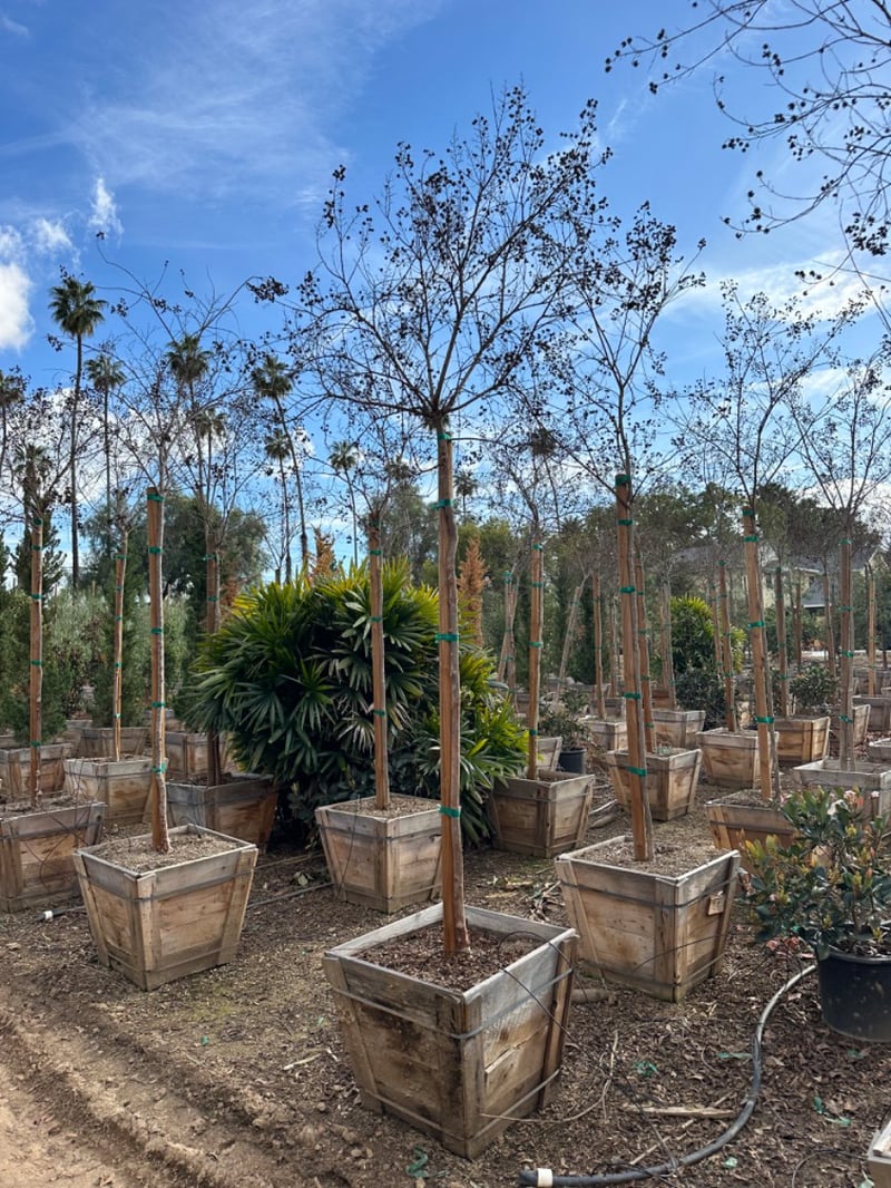 Photo for Lagerstroemia indica x fauriei 'Natchez' (Standard) (Natchez Crape Myrtle)