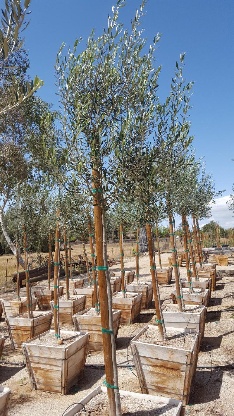 Photo for Olea europaea 'Wilsonii' (Standard) (Wilsonii Fruitless Olive)
