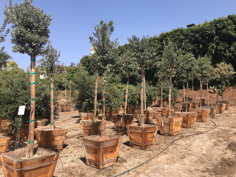 Photo for Metrosideros excelsa (Standard) (New Zealand Christmas Tree)