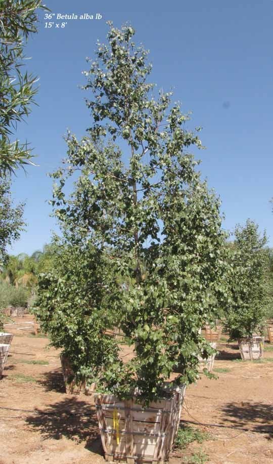 Photo for Betula pendula (European White Birch (East Asian Birch))