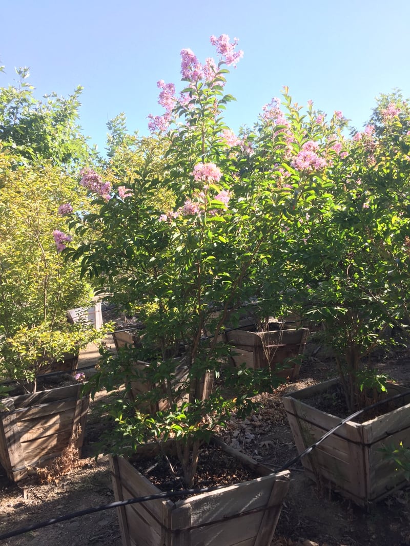 Photo for Lagerstroemia indica (Purple)(Multi) (Purple Crape Myrtle)