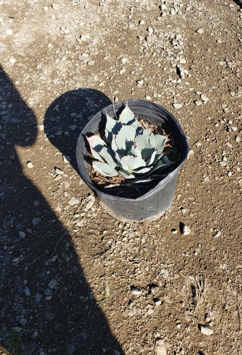 Photo for Agave parryi (Parry's Agave)
