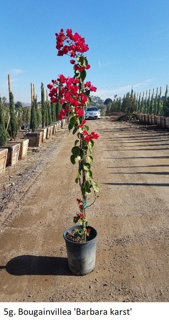 Photo for Bougainvillea 'Barbara Karst' (Barbara Karst Bougainvillea)