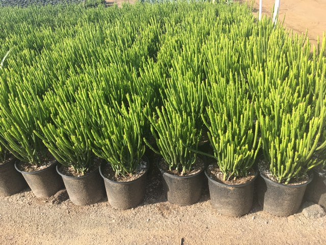 Photo for Euphorbia leucodendron (Cat Tails Euphorbia)