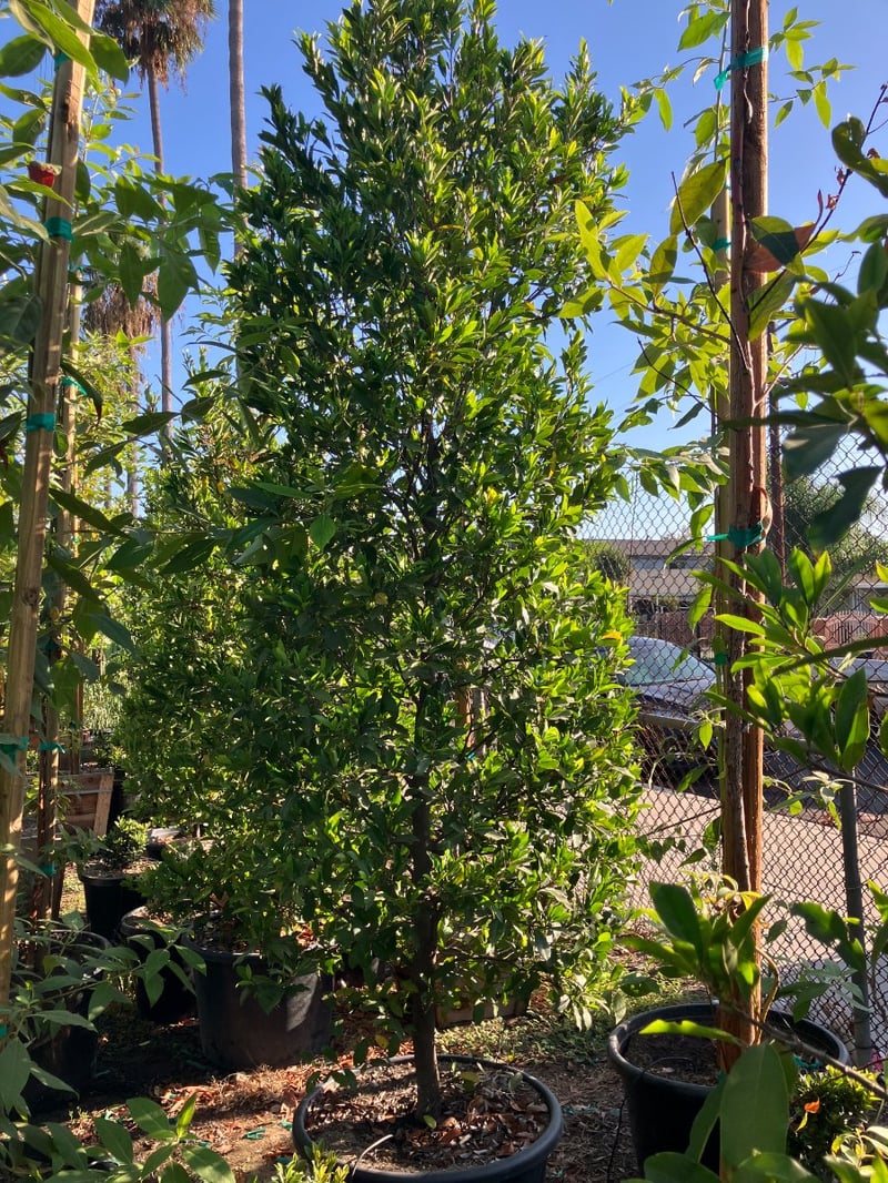 Photo for Prunus caroliniana (Column) (Carolina Cherry Laurel)