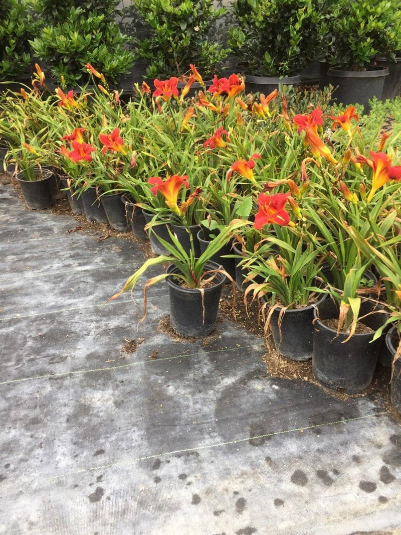 Photo for Hemerocallis 'Red' (Red Evergreen Daylily)