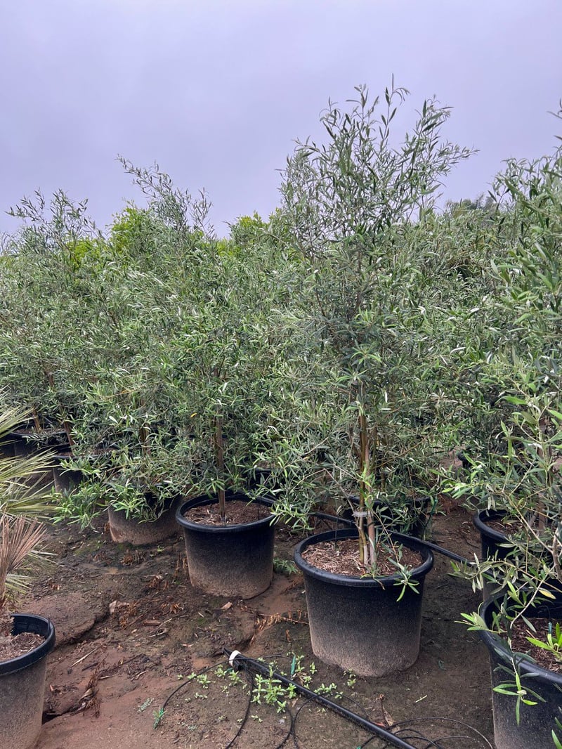 Photo for Olea europaea (Multi (European Olive Tree)