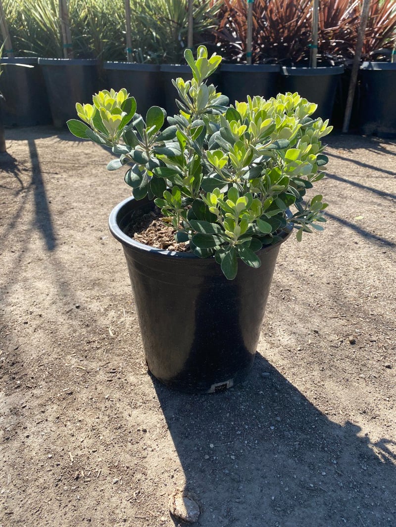 Photo for Pittosporum crassifolium 'Compactum' (Dwarf Karo)