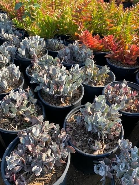 Photo for Kalanchoe pumila (Flower Dust Plant)