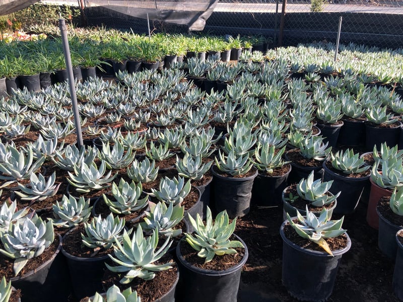 Photo for Dudleya pulverulenta (Chalk Liveforever)