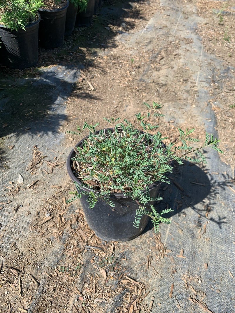 Photo for Dalea capitata 'Sierra Gold' (Dalea capitata 'Sierra Gold')