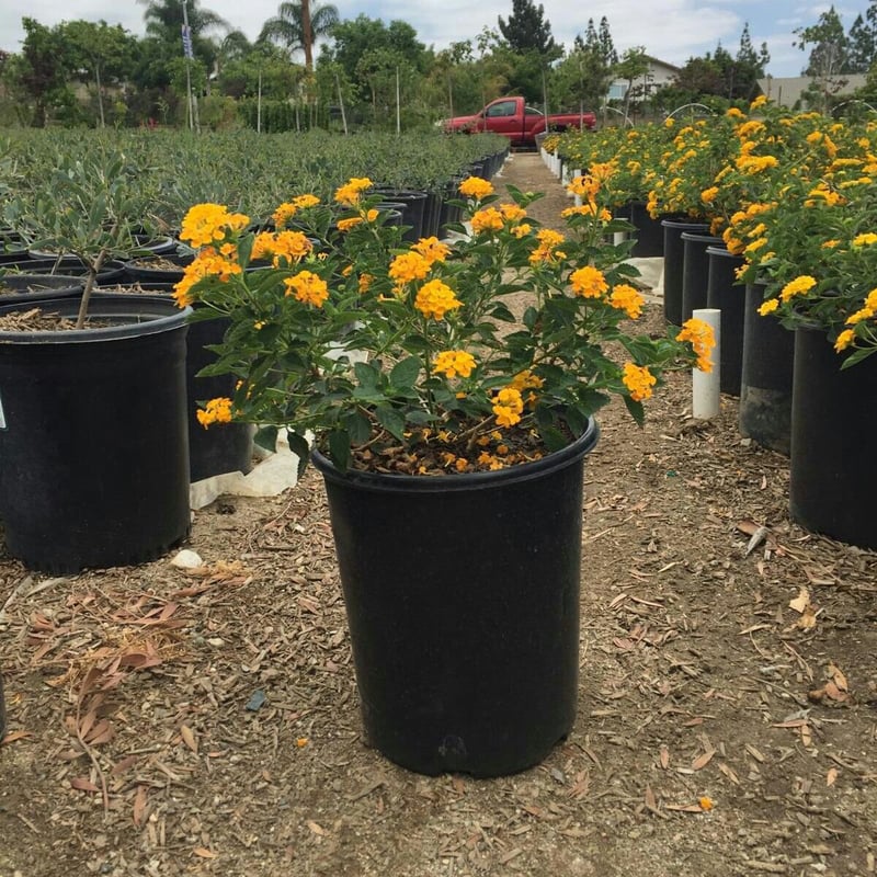 Photo for Lantana camara 'Yellow Trailing' (Yellow Spreading Lantana)