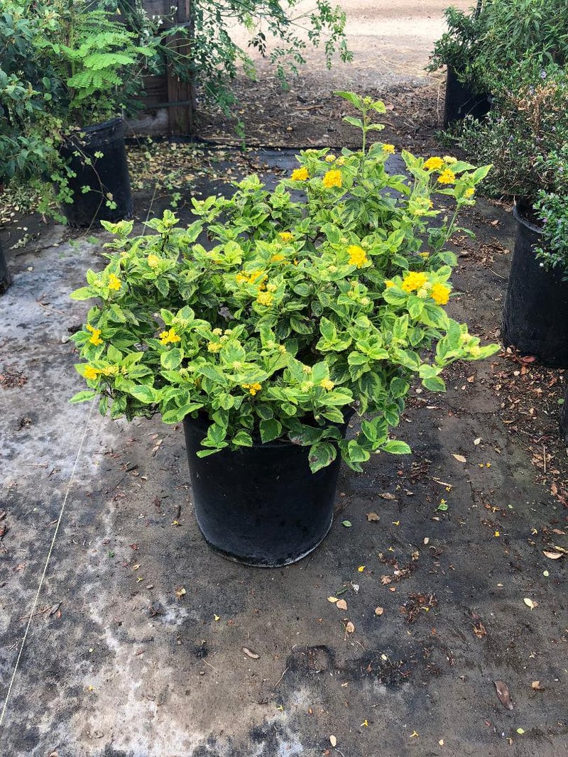 Photo for Lantana camara 'Yellow Variegated' (Yellow Variegated Lantana)