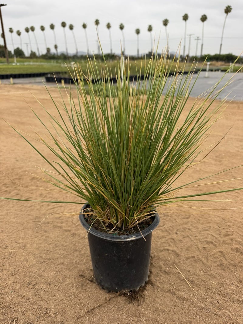 Photo for Festuca mairei (Atlas Fescue)