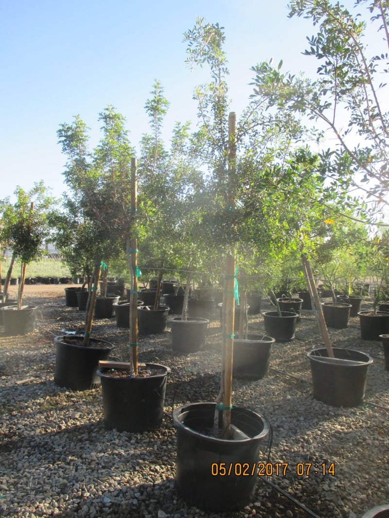 Photo for Pistacia lentiscus (Mastic Tree)