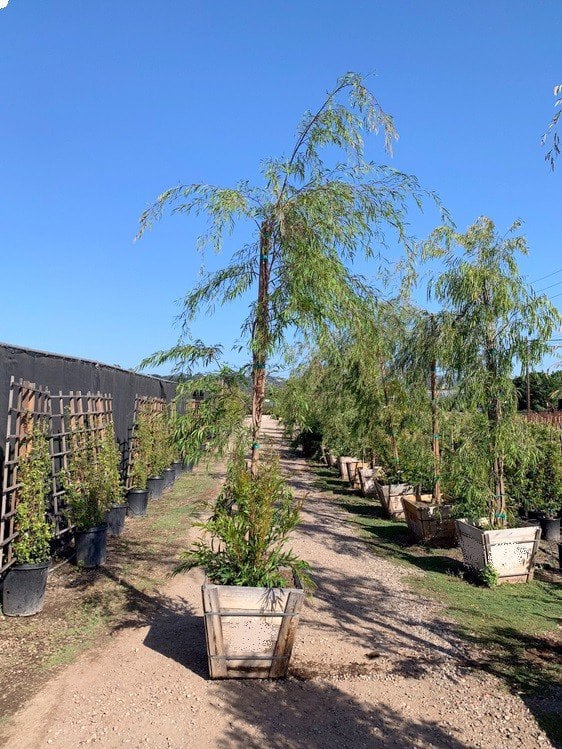 Photo for Agonis flexuosa (Low Branching) (Peppermint Tree)