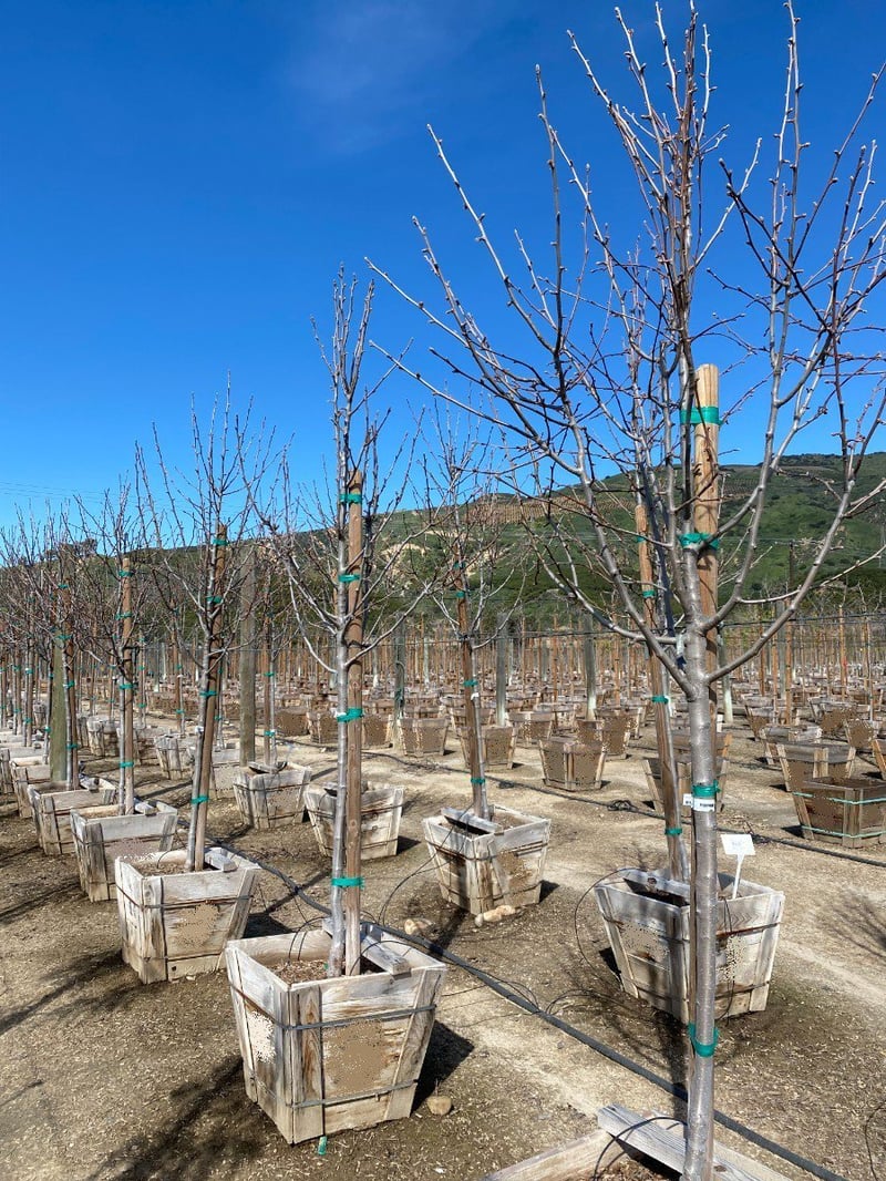 Photo for Pyrus calleryana 'Bradford' (Standard) (Bradford Pear)