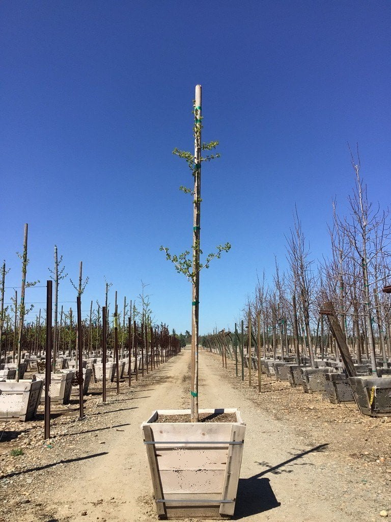 Photo for Ginkgo biloba 'Princeton Sentry' (Princeton Sentry Maidenhair Tree)