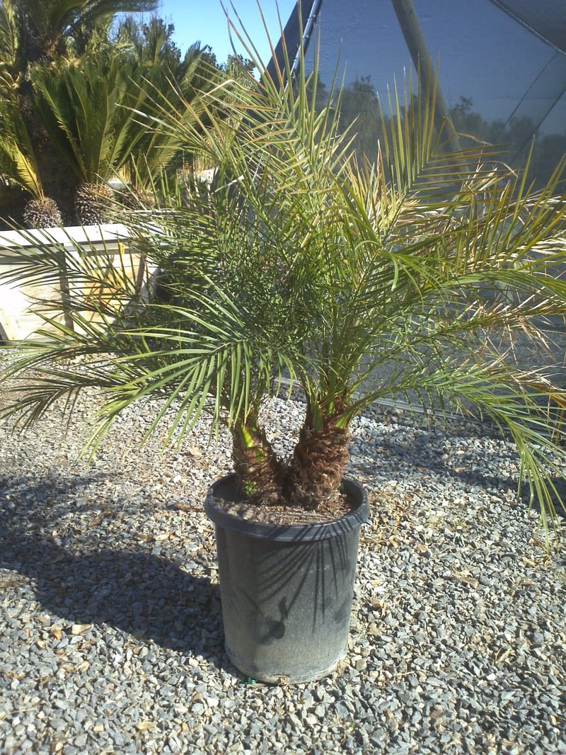Photo for Phoenix roebelenii (Single Trunk) (Pygmy Date Palm)