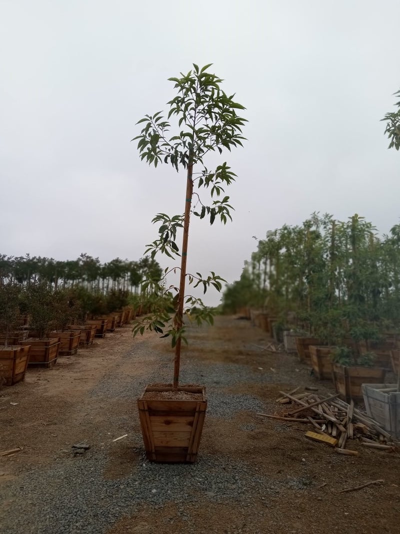 Photo for Lophostemon confertus (Tristania conferta) (Standard) (Brisbane Box)