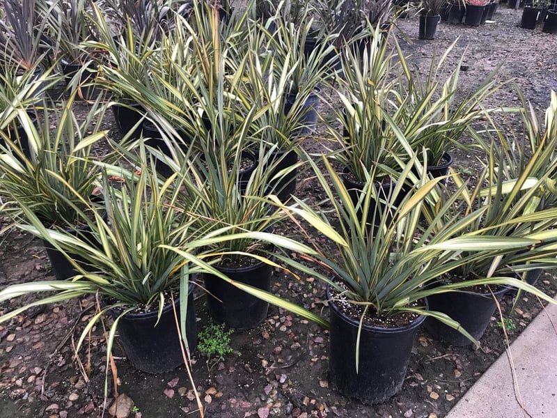 Photo for Phormium 'Apricot Queen' (Apricot Queen New Zealand Flax)
